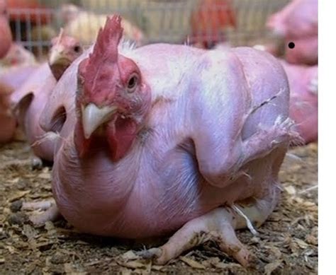 Advantages And Disadvantages Of Featherless Naked Chickens Owlcation
