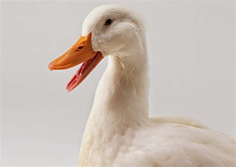 Gambar kolase binatang koleksi gambar hd 17 11 2020 cara membuat gambar kolase beserta contoh contohnya pengertian gambar kolase jadi yang dimaksud dengan kolase ialah sebuah komposisi karya seni yang terbuat. Stock Photo Gambar Itik dan Bebek