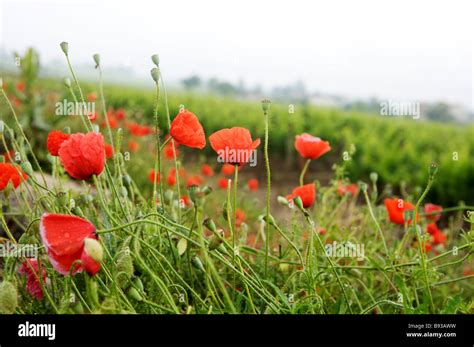Temperate Poppy With Wide Distribution Hi Res Stock Photography And