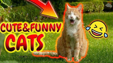 Cuteandfunny Cats Awesome Kittens Youtube