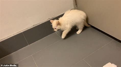 Cat Burglar Astonishing Moment Fluffy Moggy Wriggles Through Tiny Gap Under A Door Scoopy Web