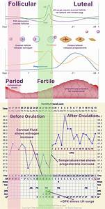 Fertilityfriend Com 39 S Charting Course In 2021 Fertility Awareness