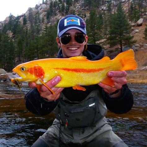 Fishing Golden Trout Trout Fishing Lures Cool Fish Fish
