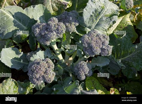 Broccoli Plant Hi Res Stock Photography And Images Alamy