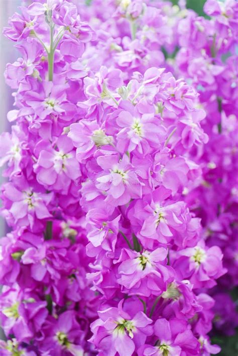 Matthiola Incana Flower Stock Flowers Cut Flowers In Nursery Full