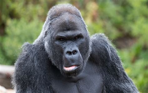 World Gorilla Day 7 Amazing Facts You May Not Know Across America