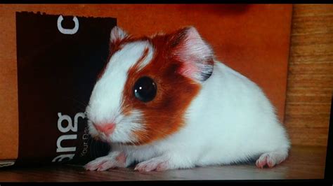 Cute Baby Guinea Pig Crying Youtube