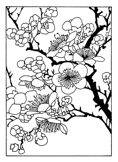 1000 about colouring pages pinterest coloring free. Japanese Cherry Blossom Drawing Black And White at ...