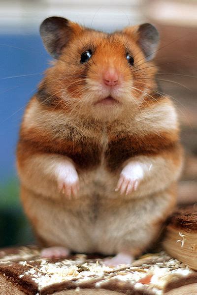 Hamster Weight And Weighing Guide Dwarf Hamster Blog