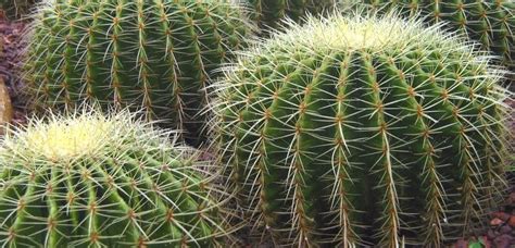 Principales Características Del Cactus