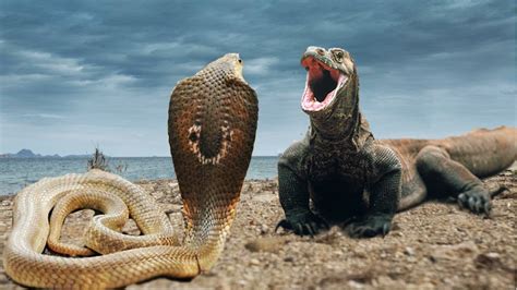 Komodo Vs Snake Cobrareal Fightvideo Youtube