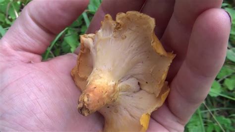 How To Find Chanterelle Mushrooms Made Easy Youtube