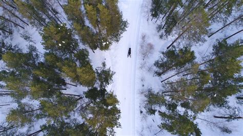 Aerial View Of Winter Forest Covered In Snow Stock Footage Sbv