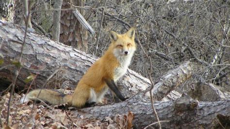 Rabid Fox Attacks Three People In North Carolina Officials Durham