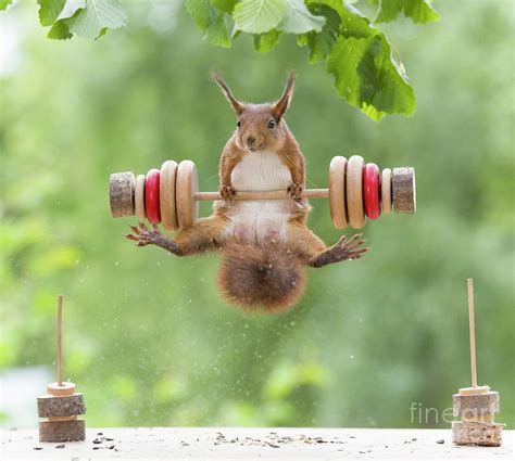 Red Squirrel Holding Weights Photograph By Geert Weggen Fine Art America