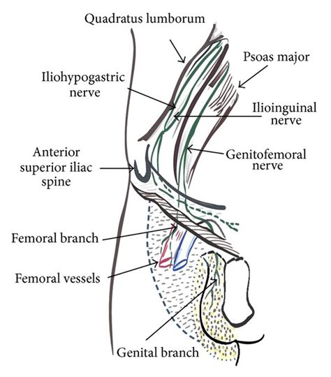 Anatomy Of Nerves Around The Inguinal Region Download Scientific Diagram