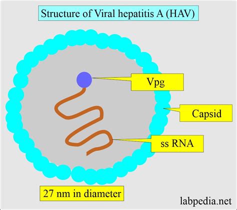 Virology Labpedia Net