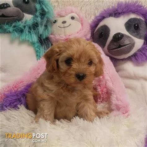 10 point health check sheet. Cavoodle+puppies | Cavoodle dog, Cute animals, Cute dogs