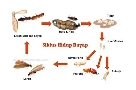 Kelompok hewan dengan metamorfosis tidak sempurna ditandai dengan tidak mengalami fase pupa/kepompong. Siklus Hidup Rayap - Dr. Rayap