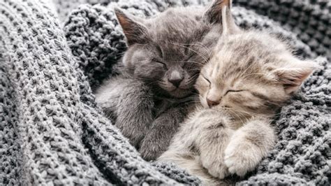 Kitten Age Chart And Development Guide For Pet Parents