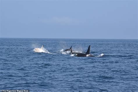 Two Rare White Orcas Are Spotted Off The Coast Of Japan Daily Mail Online