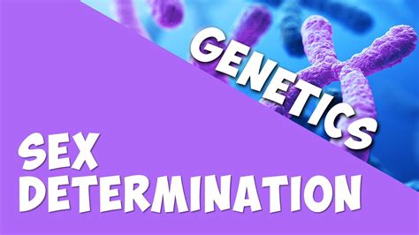 sex determination genetics biology addyeschool youtube