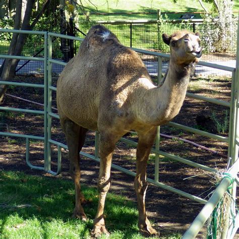 The dromedary also has longer limbs than the camel. Dromedary