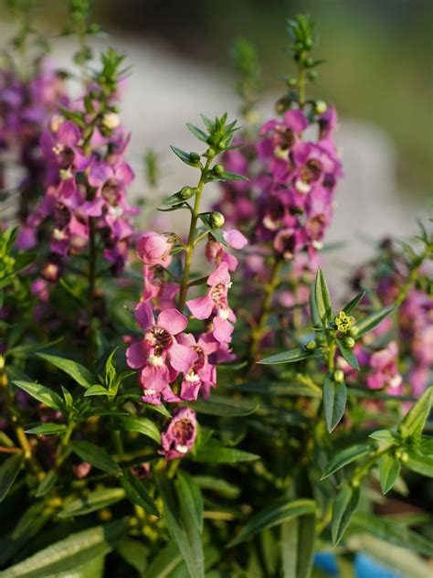 Angelonia Angustifolia Serena A Photo On Flickriver