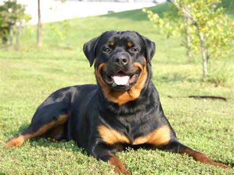 Rottweiler - SpockTheDog.com