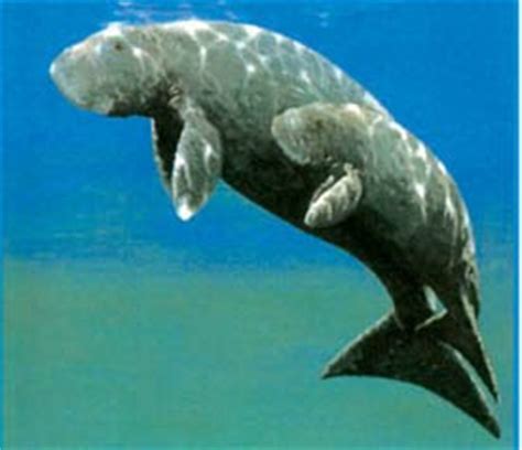 One who conducts lawsuits for clients or advises clients of their legal rights and obligations. Sri Lankan Wild Pride: Dugongs - Sea Pig