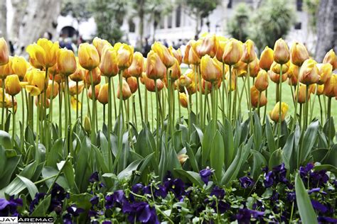 Consejos Básicos Para El Cuidado De Los Tulipanes