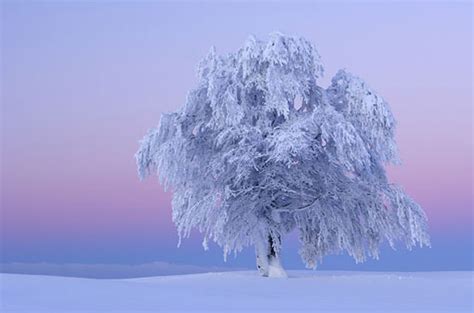 Ice Tree Wallpapers Abstract Hq Ice Tree Pictures 4k Wallpapers 2019