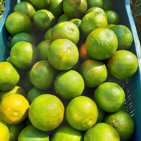 A Grade Maharashtra Fresh Nagpuri Oranges At Best Price In Chandurbazar