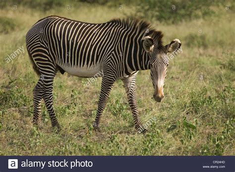 Grevys Zebra Stallion Stock Photo Alamy