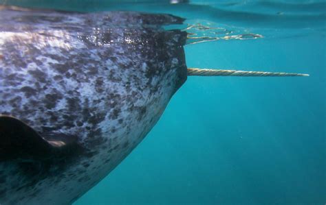 Pictures Of Narwhals Part 2 Narwhal News Network Hard Hitting In