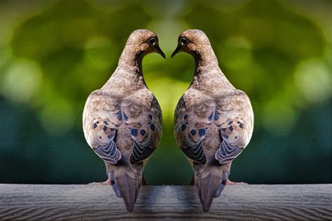 Love Doves Mourning Doves Birds Romancing Valentine Heart Etsy