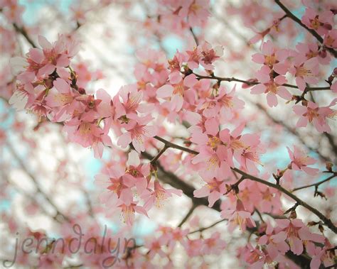 Reverence 8 X 10 Fine Art Photograph Cherry Blossom Photography