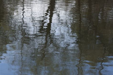 Tree Reflections In River Water Picture Free Photograph