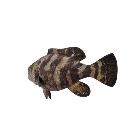 Free Atlantic Goliath Grouper Isolated 18876027 Png With Transparent