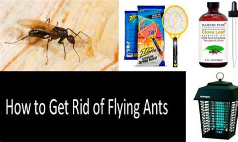 How To Get Rid Of Flying Ants In Your Bedroom