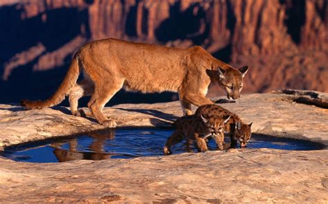 Download Animal Cougar Hd Wallpaper