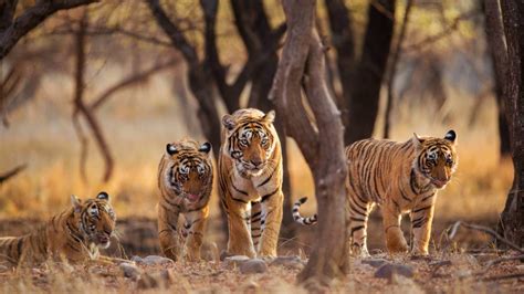 Best Tiger Safari Destinations In India Tour My India