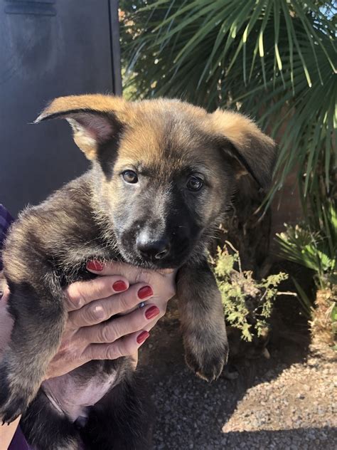 Come see our german shepherd puppies & other puppies for sale today. German Shepherd Puppies For Sale | East Barbary Coast Road ...