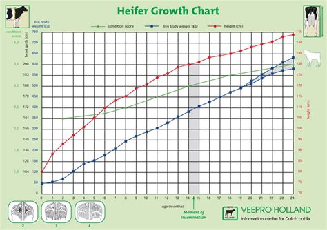 Cattle Information Charts Veepro Holland