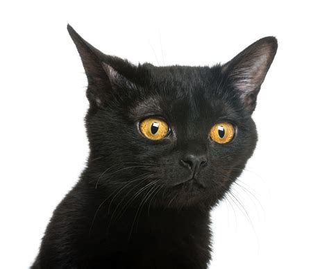 The Bombay Cat Cat Breeds Encyclopedia