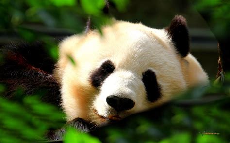 Panda Bears Cute Wallpapers Wallpaper Cave