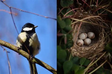 18 Birds That Lay Speckled Eggs