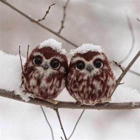 Lechuzas Cute Baby Owl Baby Owls Cute Baby Animals