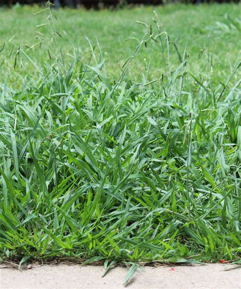 When Does Crabgrass Die What You Need To Know About The Weeds Life Span