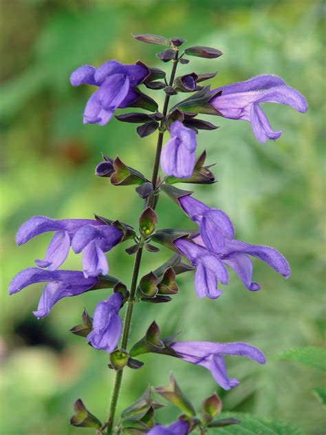 Purple Salvias Myplant
